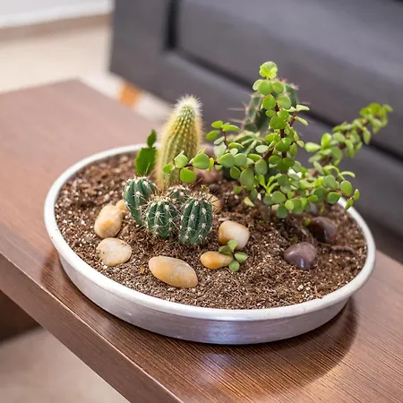 Ivy Kallithea Ammoudes (Rhodes)